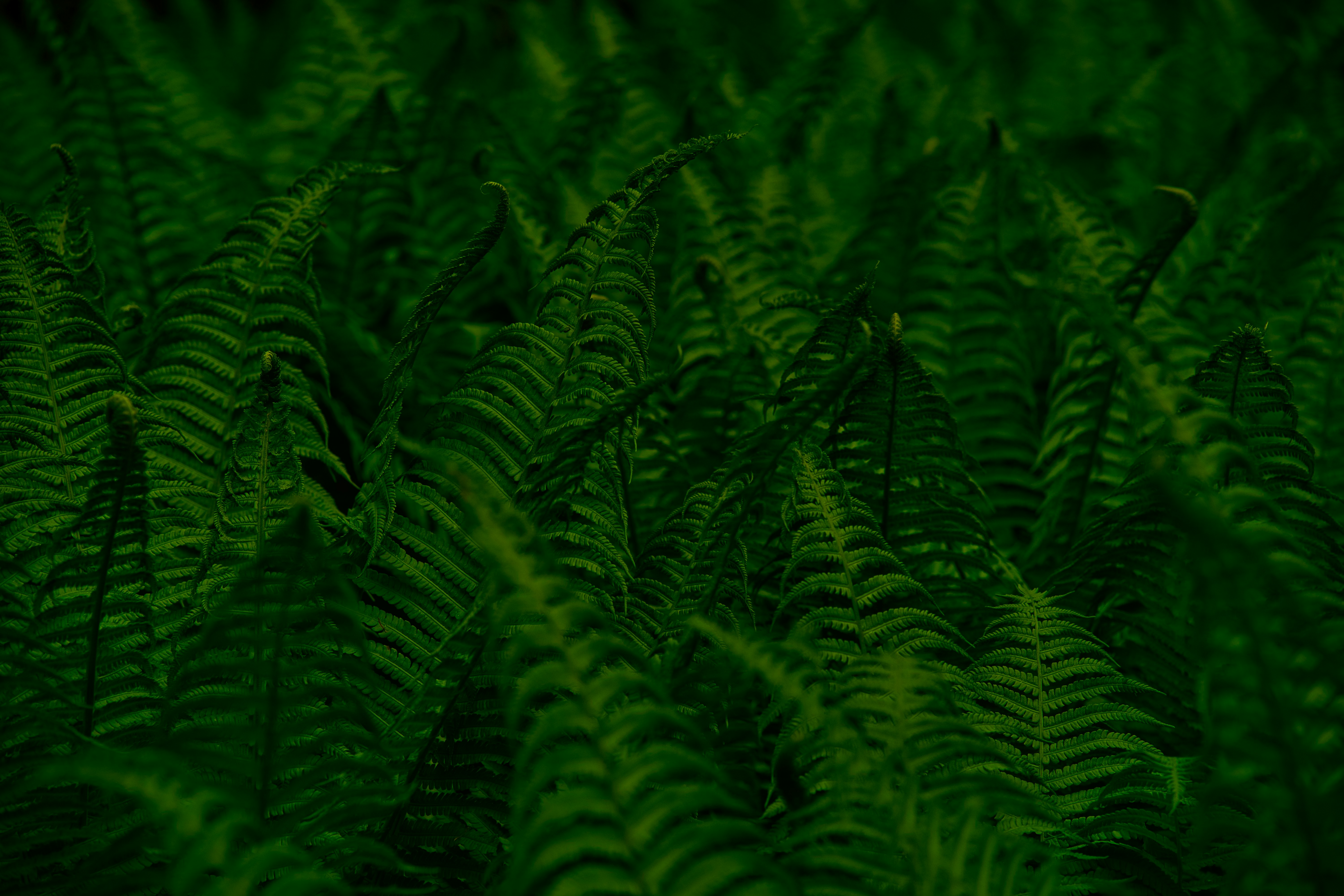 Photo by steffano_alberto