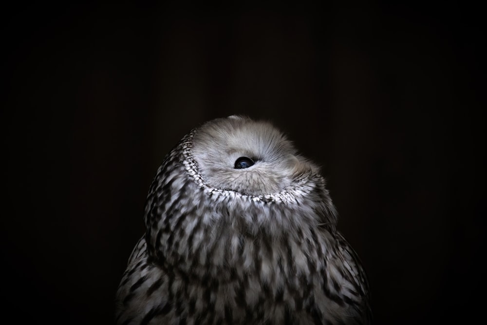 a close up of an owl