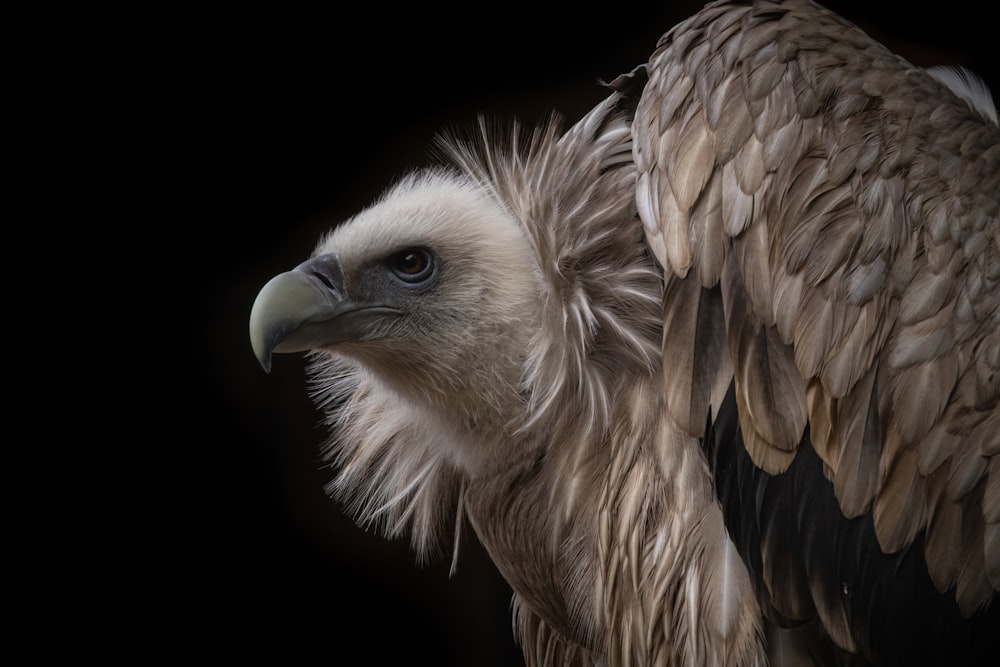 a close up of a bird