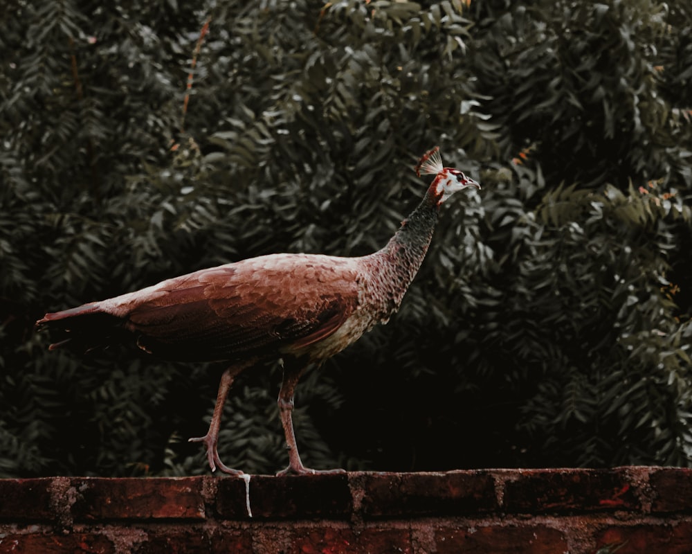 a rooster standing on a brick wall