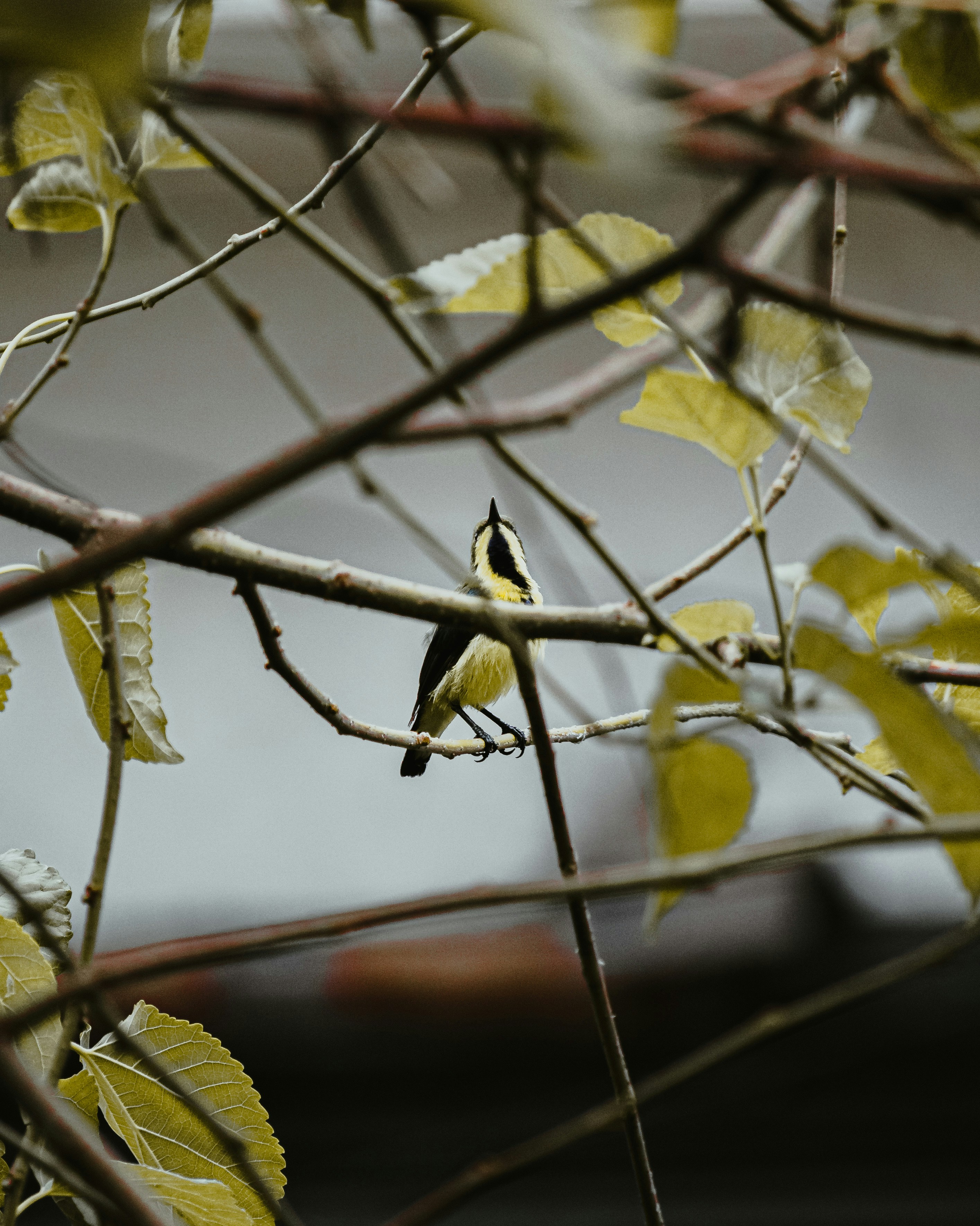 Photo by brajendra_lens_a_lot_