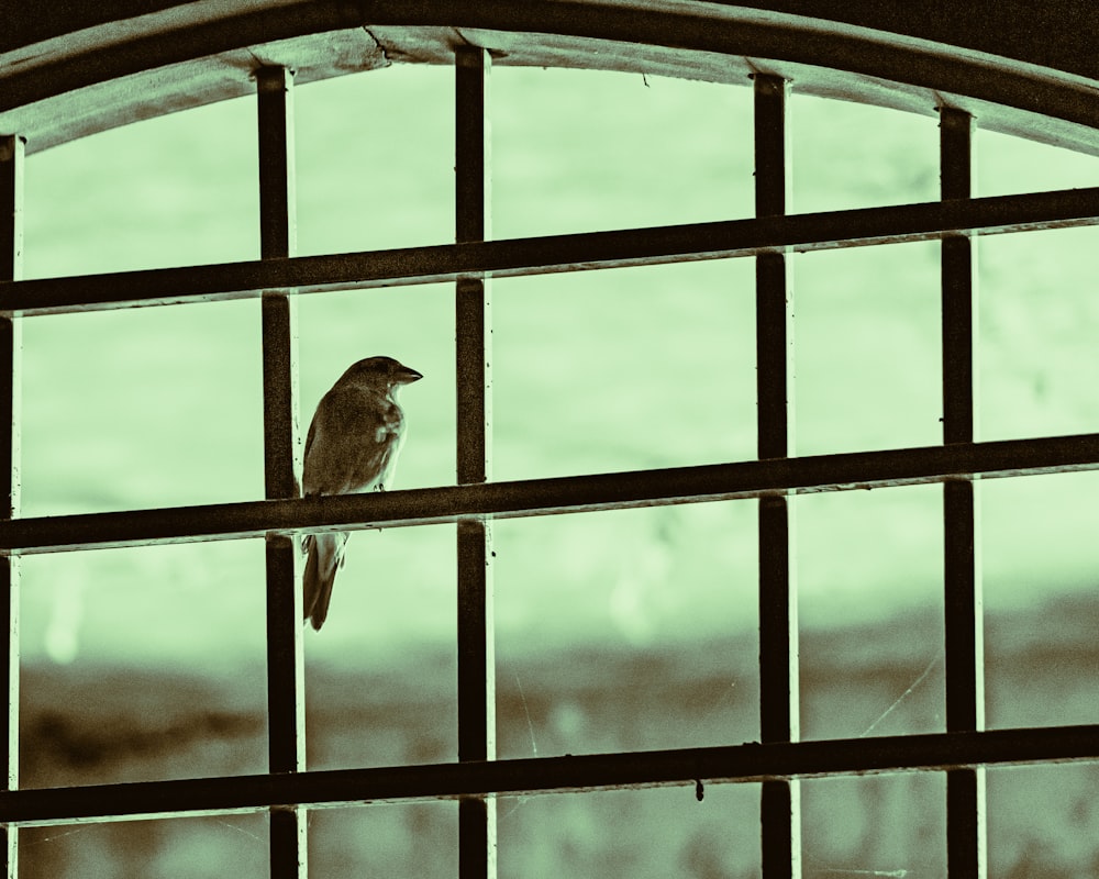 a bird sits on a window sill