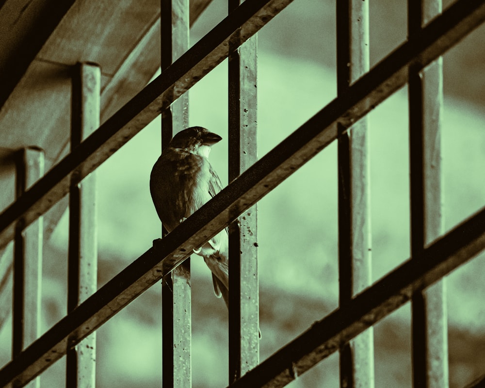 a bird sits on a metal fence