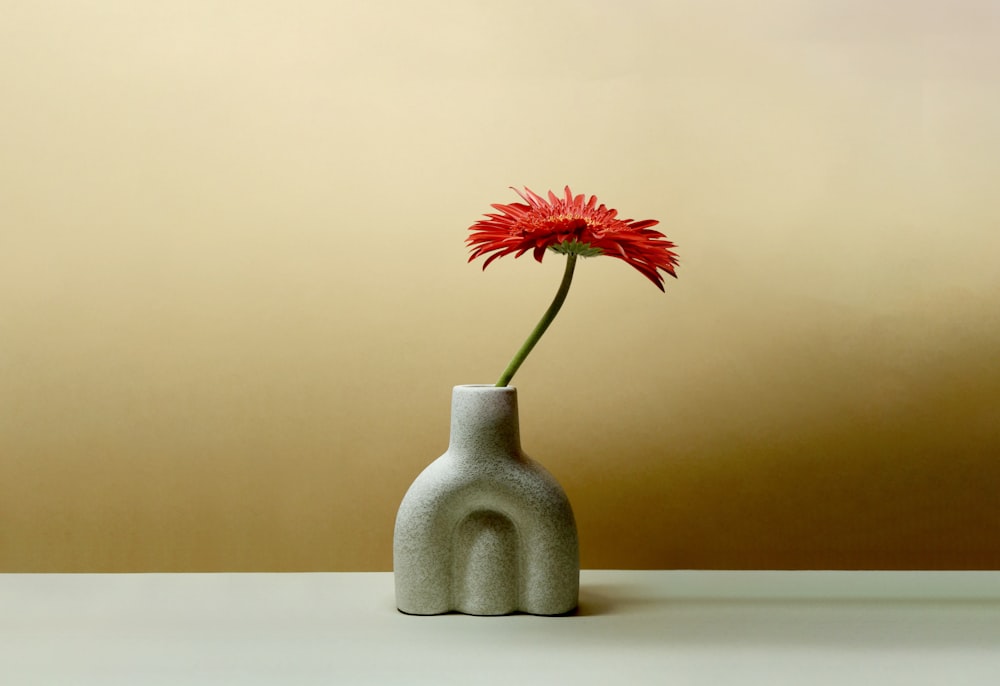 a red flower in a vase