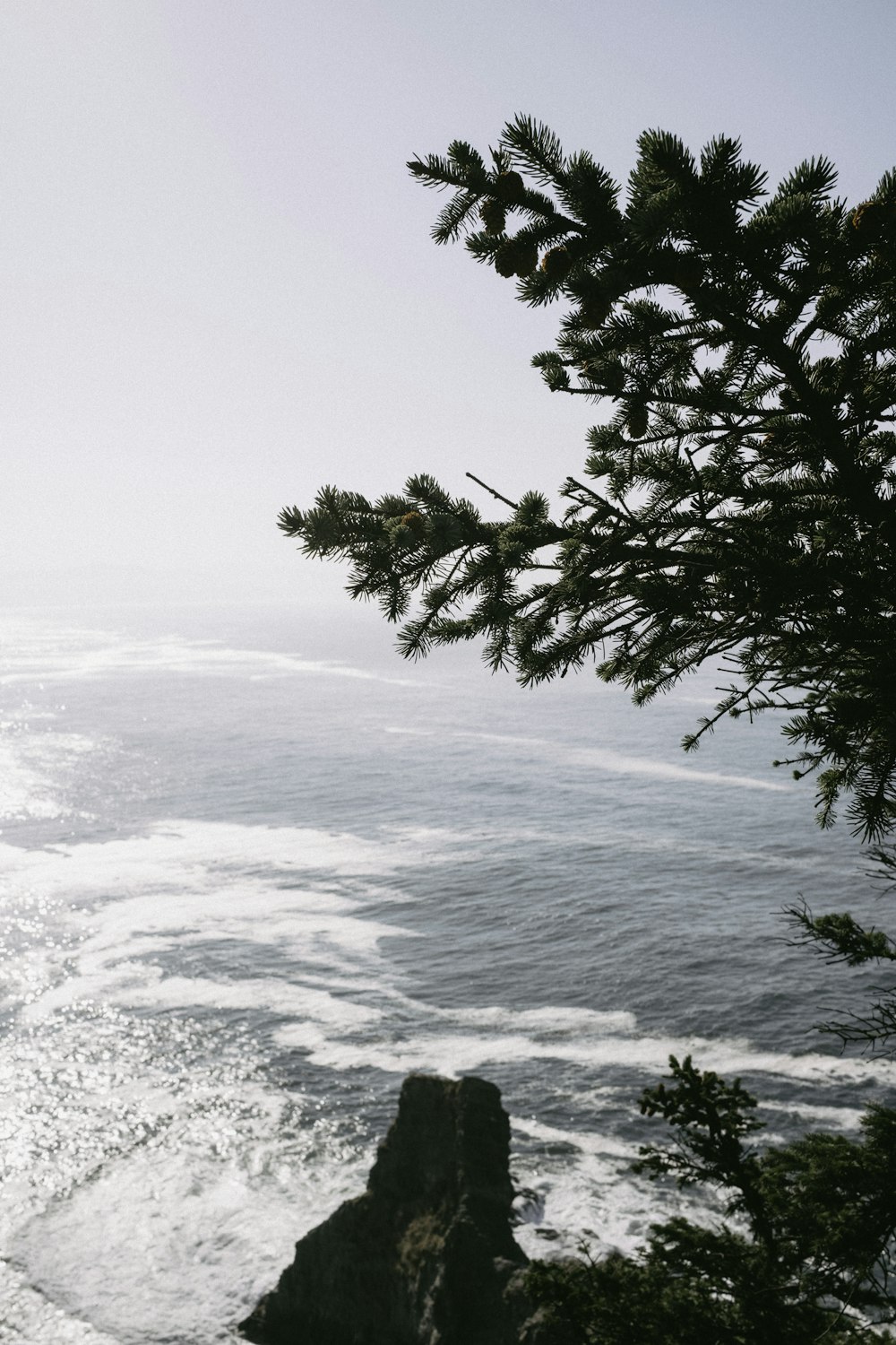 a tree on a cliff above the ocean