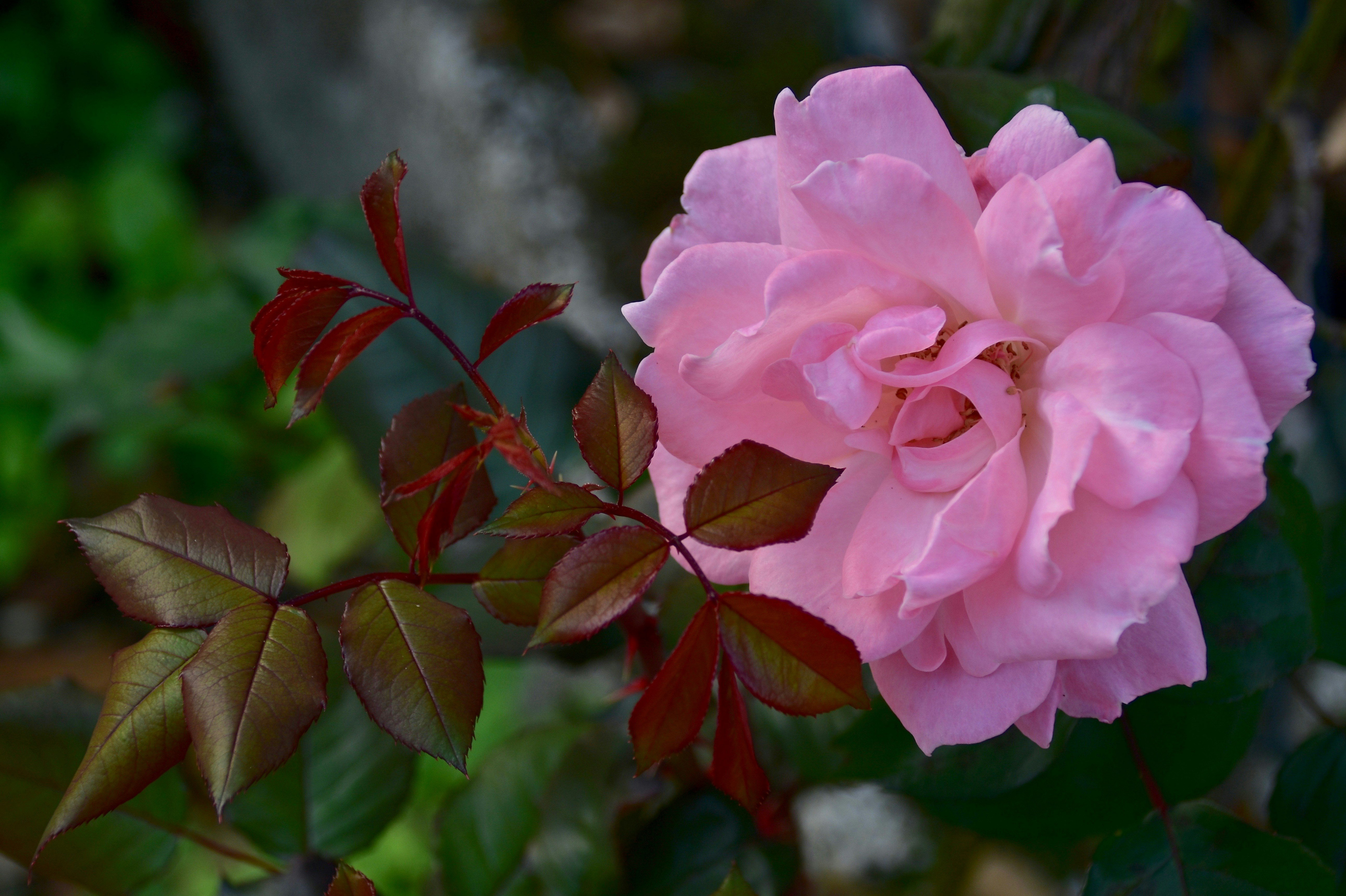 Photo by mariobeducci