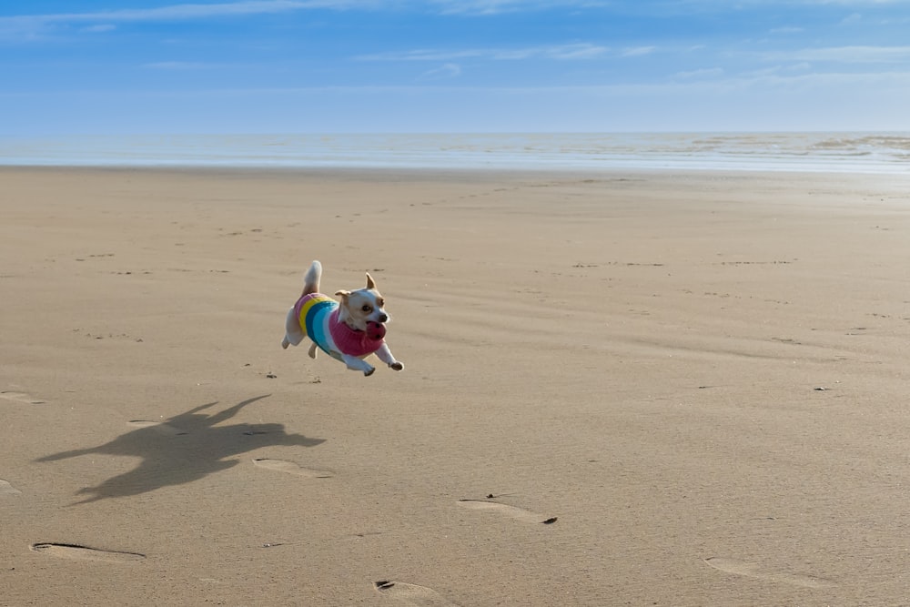 Un chien courant sur une plage