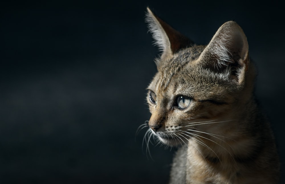 a cat looking at the camera