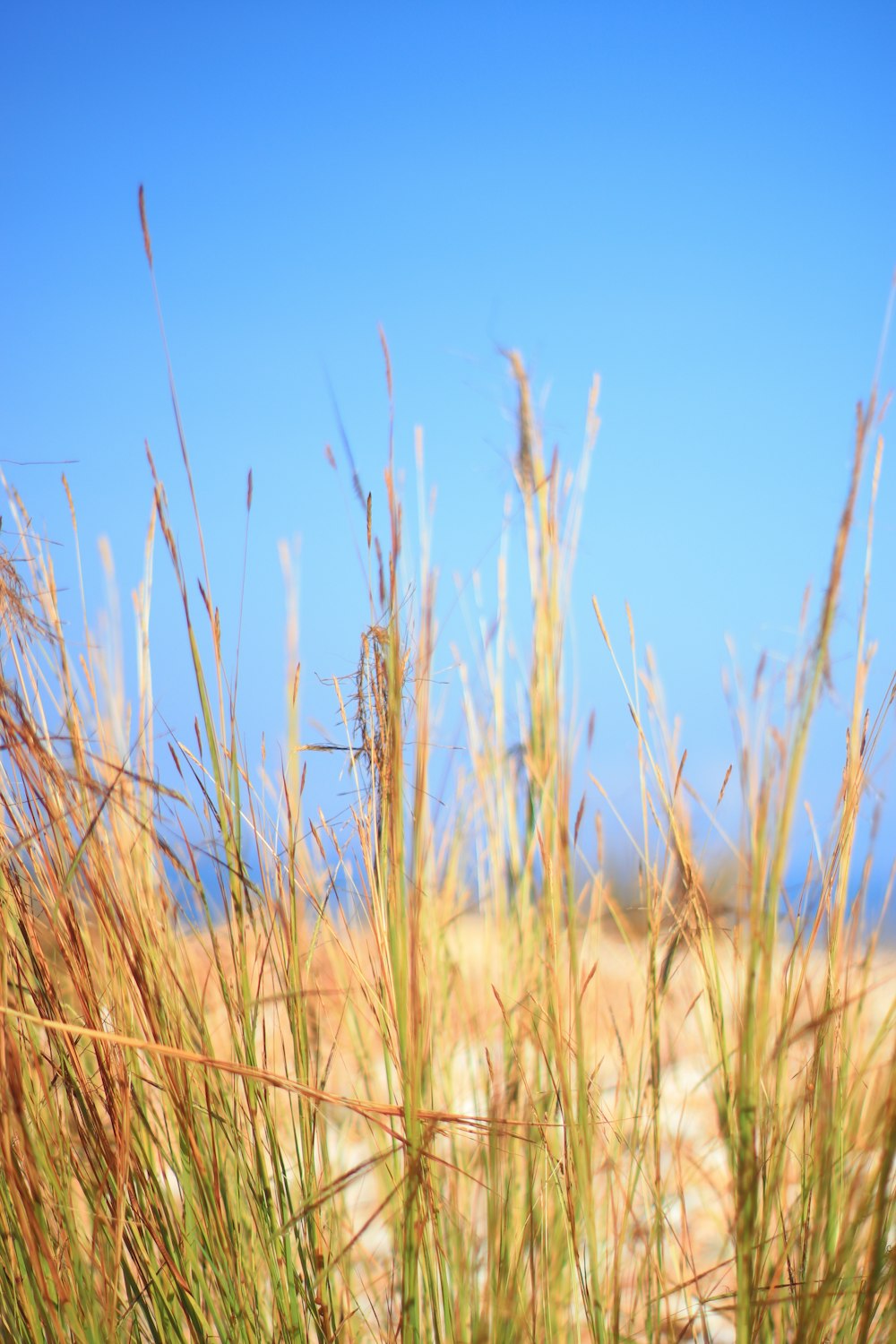 a field of wheat