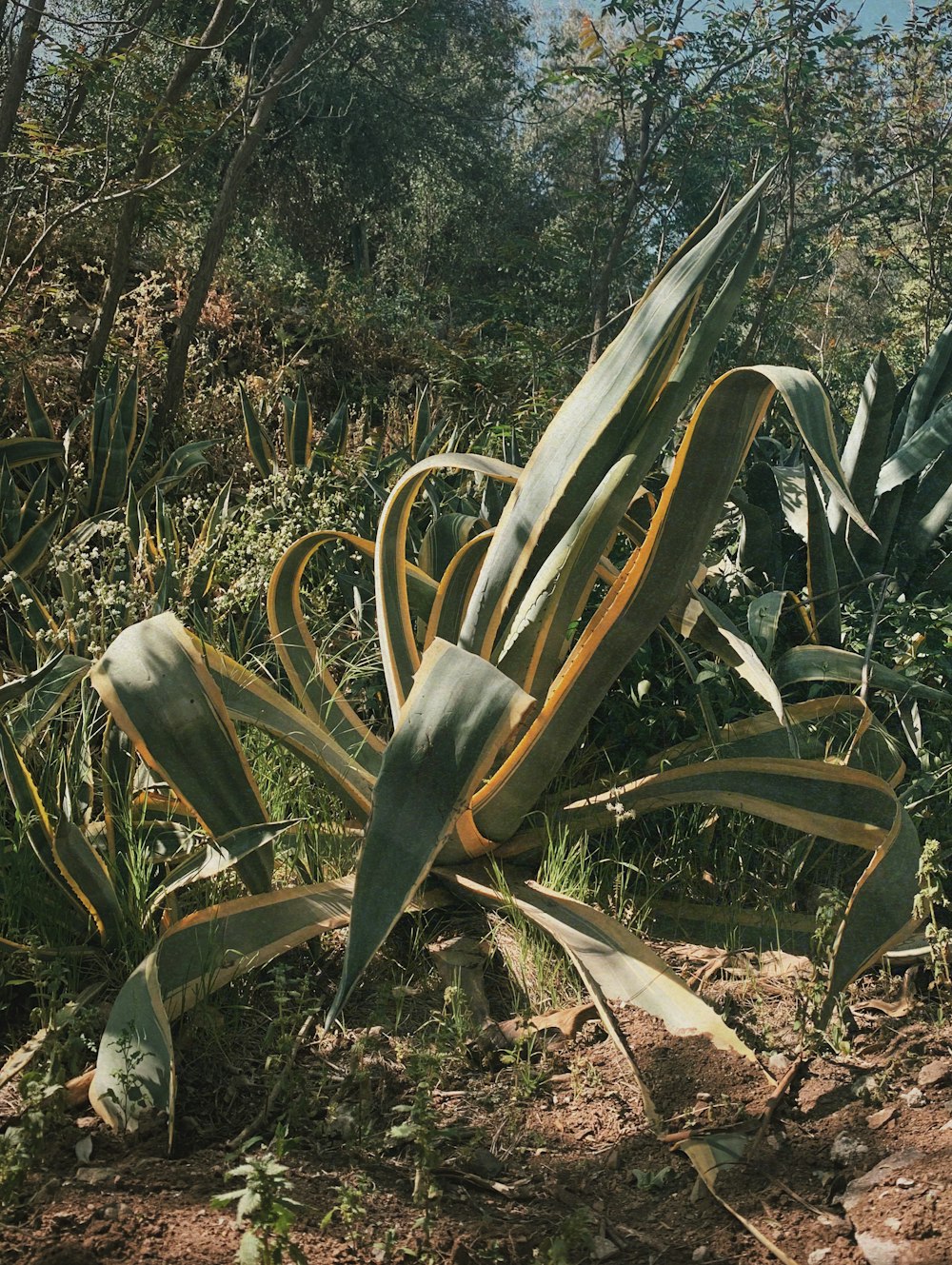 Una planta grande con hojas grandes