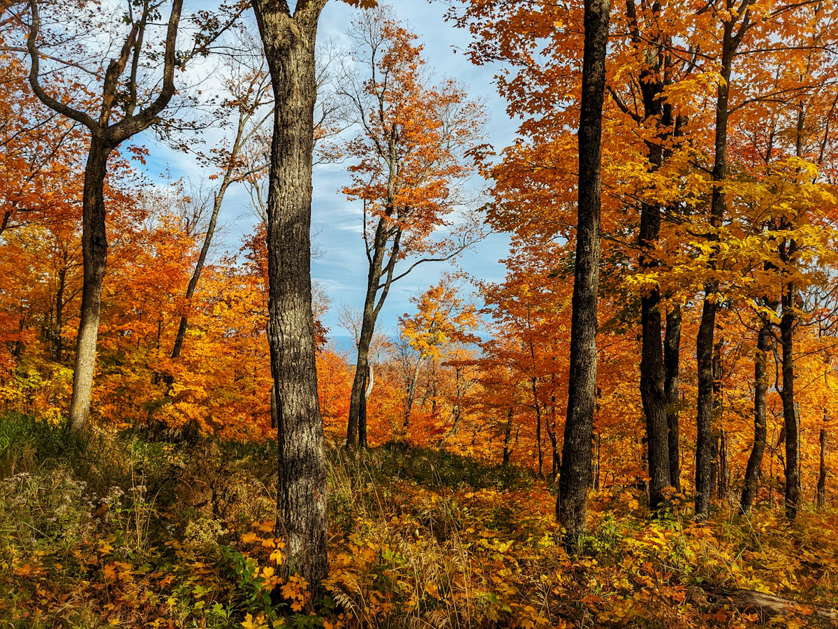 Orange and yellow maples in peak fall color in the hills above Lutsen