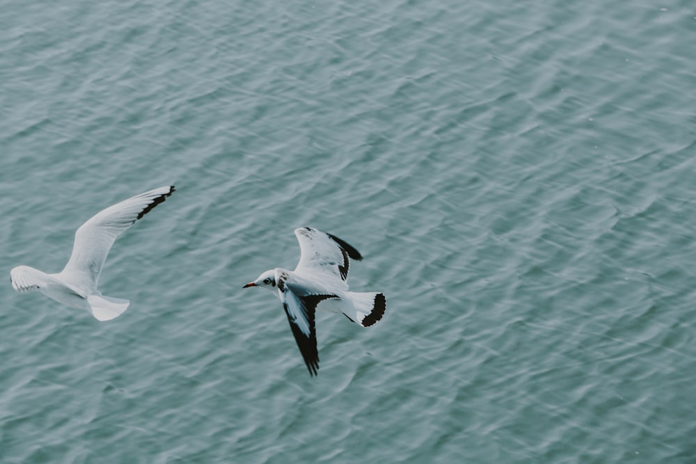 birds flying over water