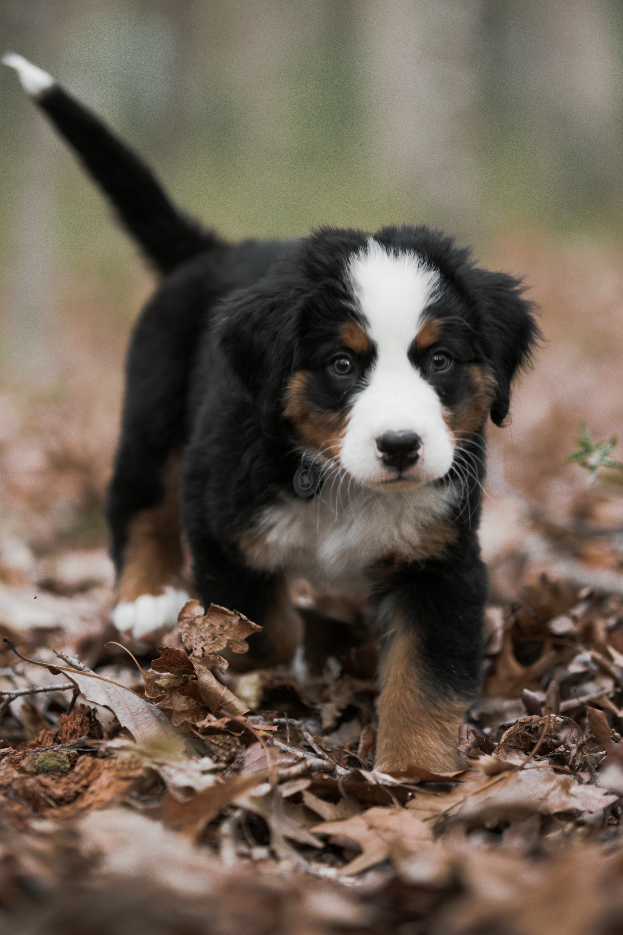 The Best Bernese Mountain Dog Names For Your Berner