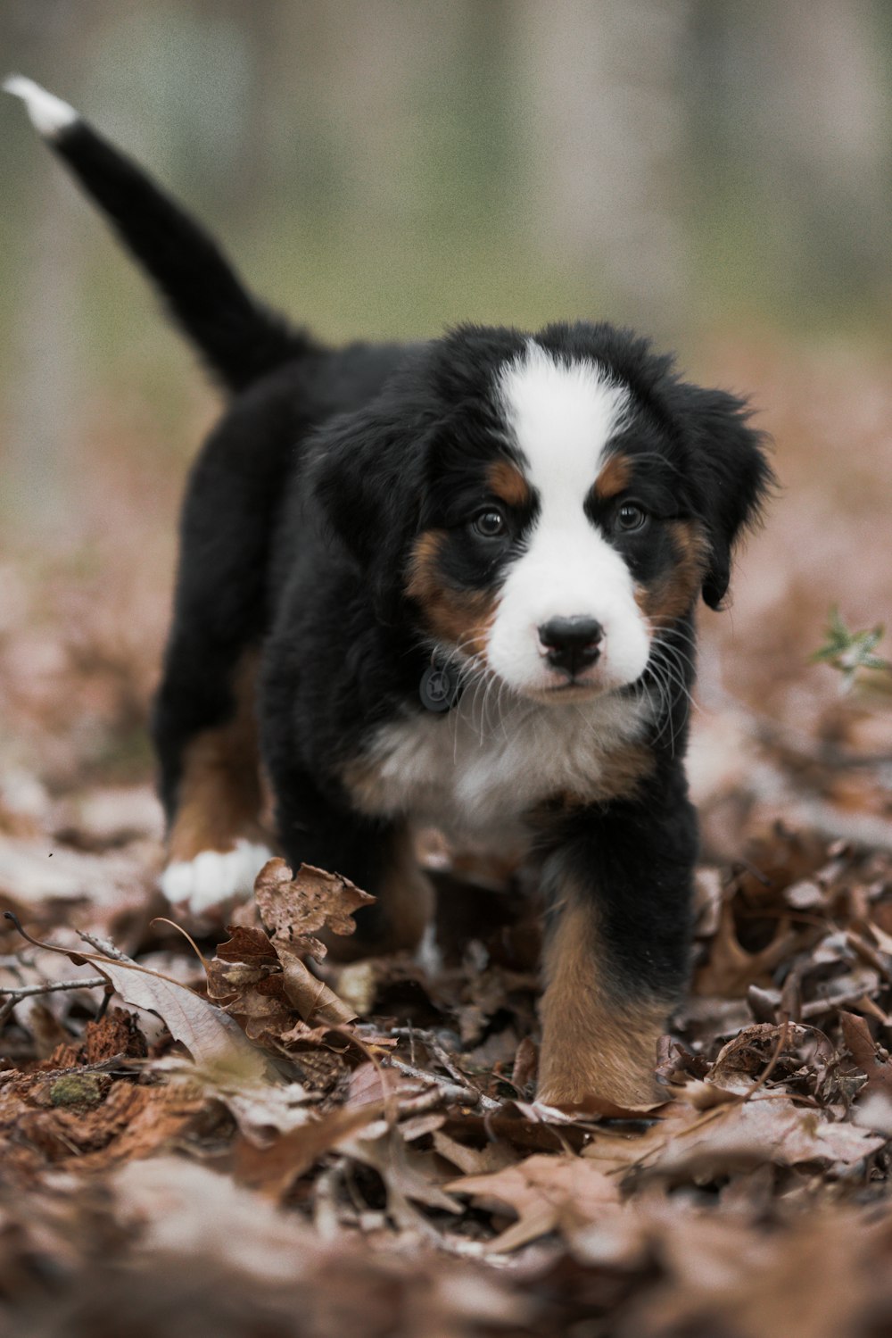 a black and white dog