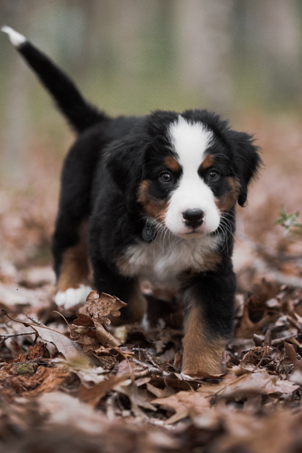 Bernese Mountain Dog