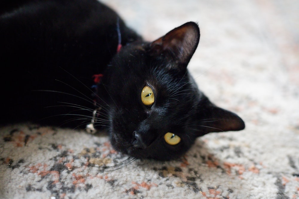 a black cat lying on a carpet