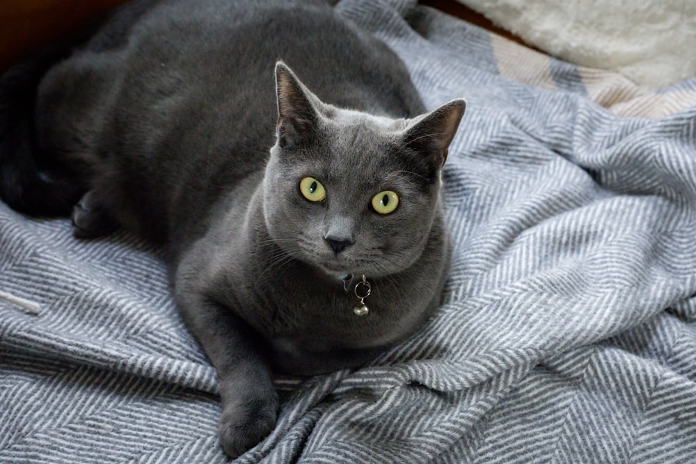 a cat lying on a blanket