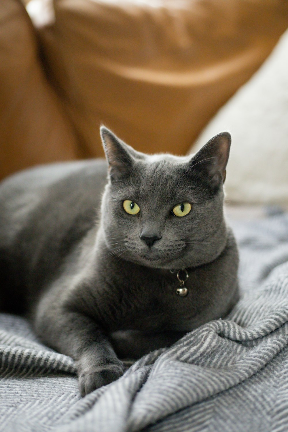 a cat lying on a blanket