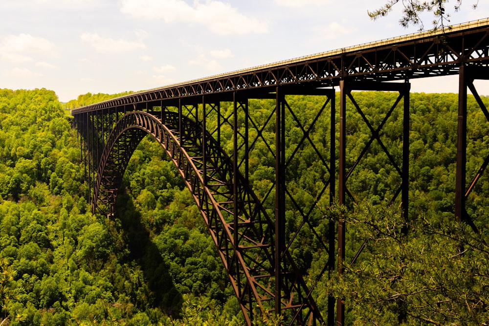a train bridge over a forest