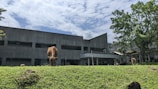 A grassy lawn in the foreground with cows grazing, set against a backdrop of a modern concrete building with large windows. Surrounding the building are lush green trees under a partly cloudy blue sky.