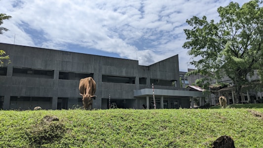 A grassy lawn in the foreground with cows grazing, set against a backdrop of a modern concrete building with large windows. Surrounding the building are lush green trees under a partly cloudy blue sky.