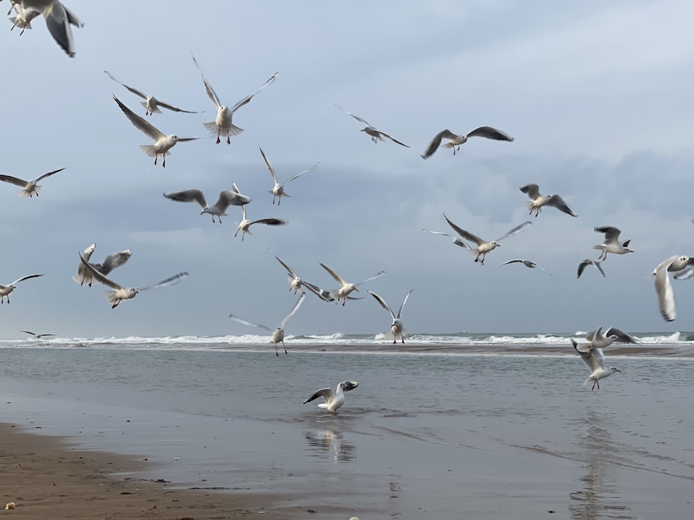 a flock of birds flying over a beach