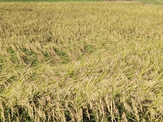 A vast field of golden, mature rice plants ready for harvest. The rice stalks are densely packed, with some bending under the weight of the grains. The field stretches into the distance, creating a textured and layered appearance.