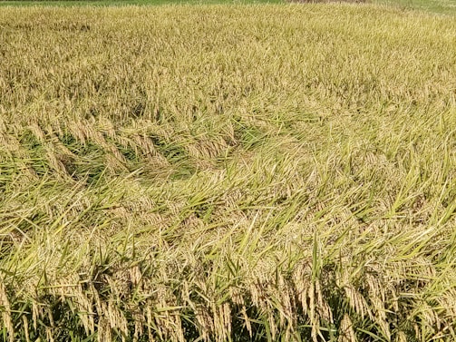 A vast field of golden, mature rice plants ready for harvest. The rice stalks are densely packed, with some bending under the weight of the grains. The field stretches into the distance, creating a textured and layered appearance.