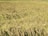 A vast field of golden, mature rice plants ready for harvest. The rice stalks are densely packed, with some bending under the weight of the grains. The field stretches into the distance, creating a textured and layered appearance.