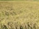 A vast field of golden, mature rice plants ready for harvest. The rice stalks are densely packed, with some bending under the weight of the grains. The field stretches into the distance, creating a textured and layered appearance.