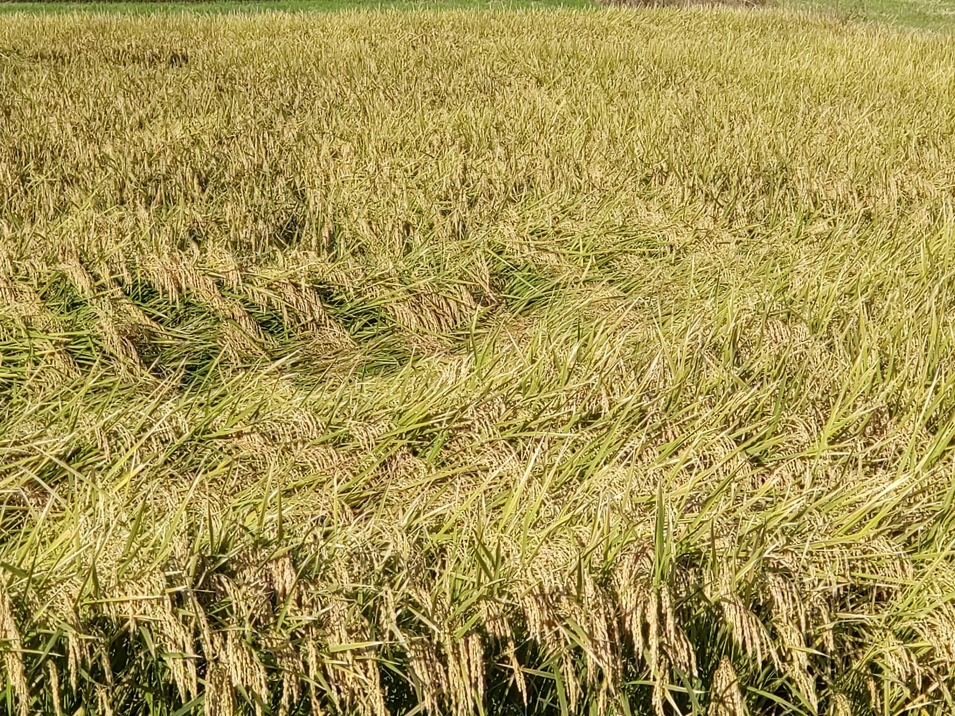 gray computer monitor