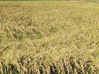 A vast field of golden, mature rice plants ready for harvest. The rice stalks are densely packed, with some bending under the weight of the grains. The field stretches into the distance, creating a textured and layered appearance.