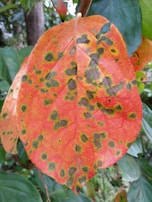 Leaves infected with viral lesions showing color changes