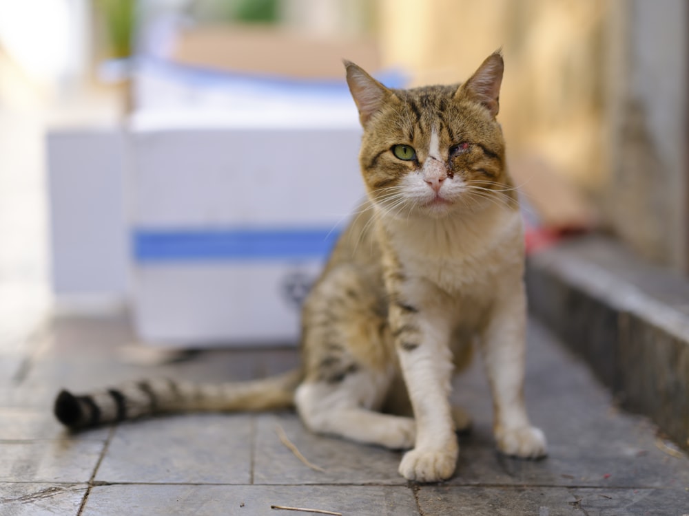 a cat sitting on a tile floor