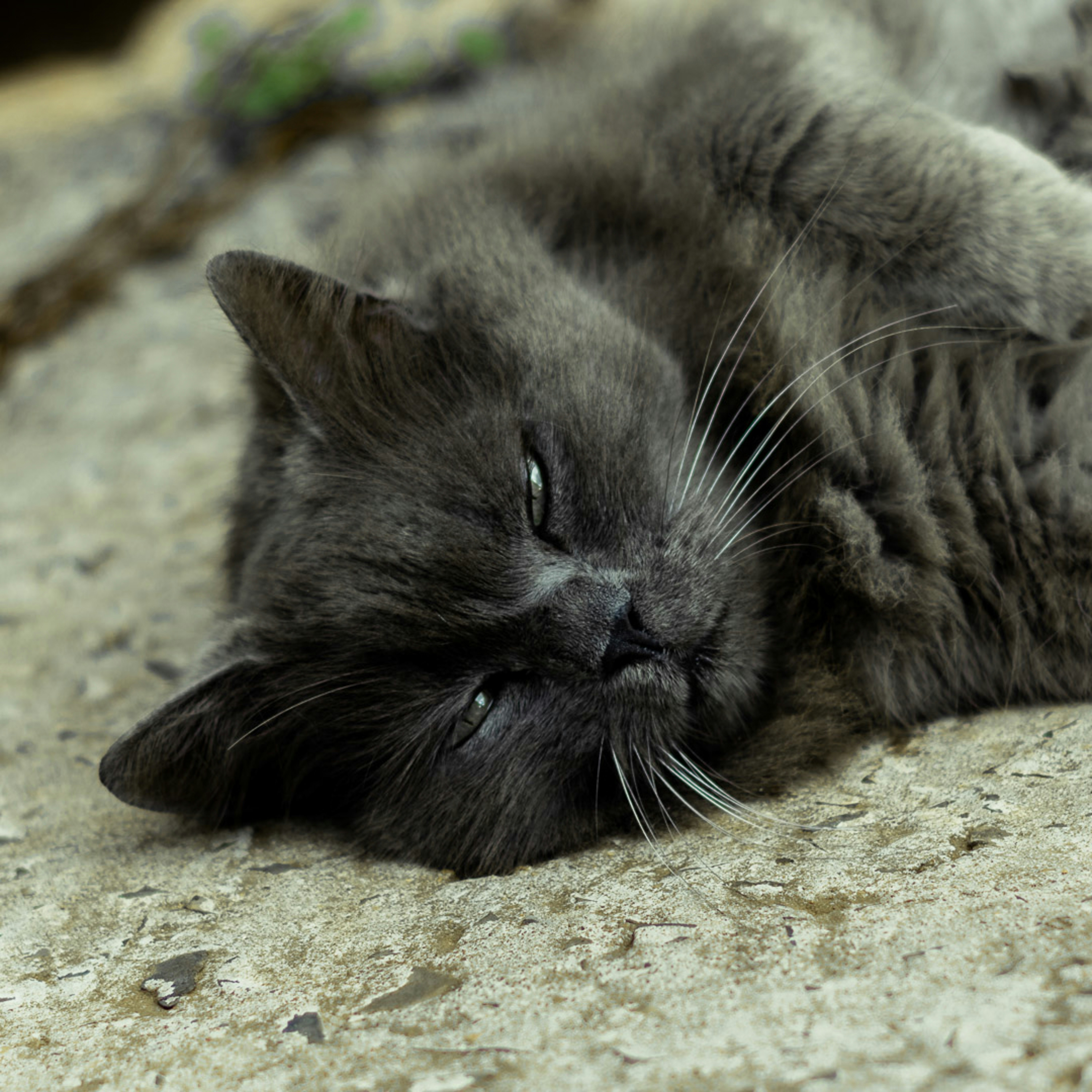 Photo by andre_bueno