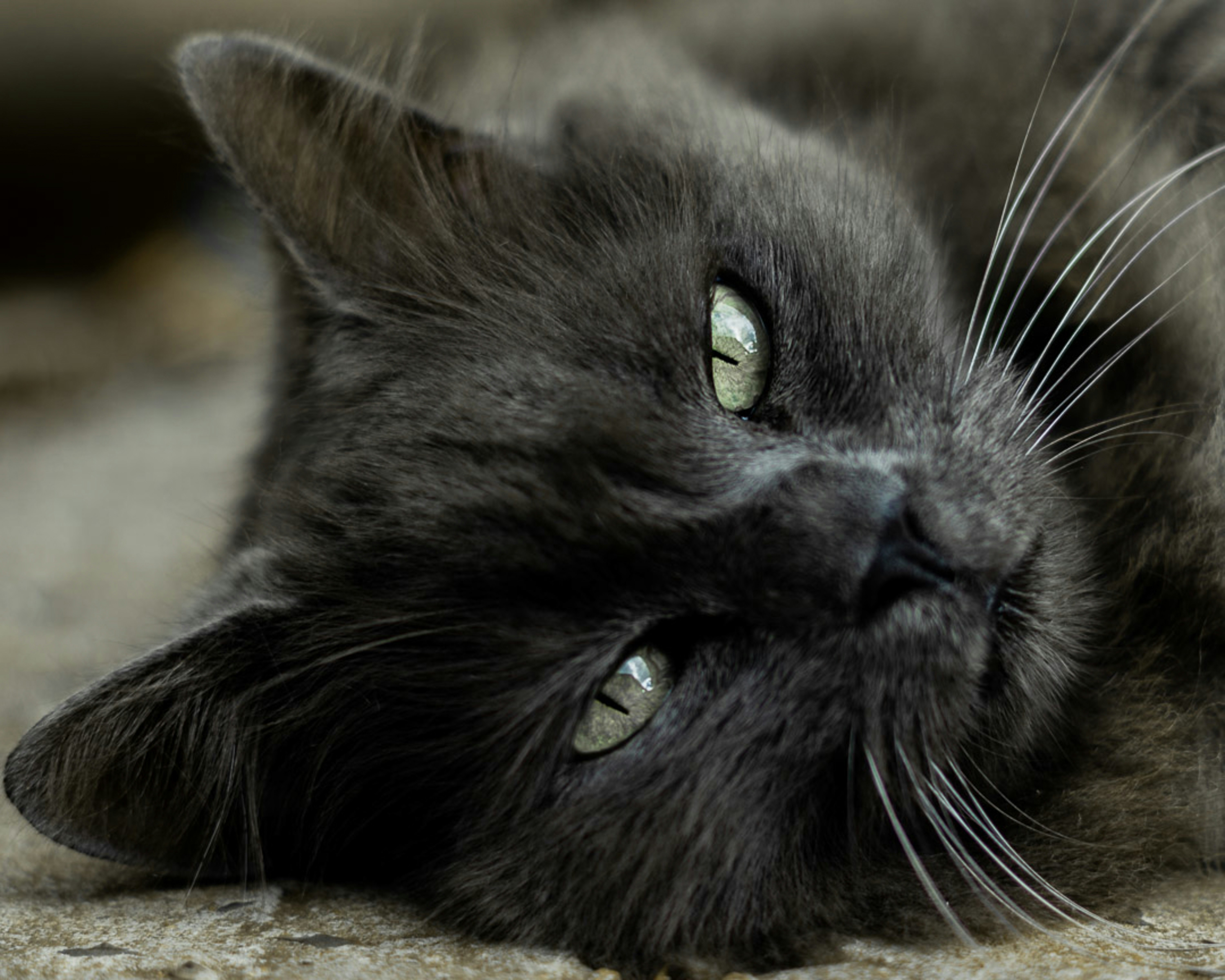 Photo by andre_bueno