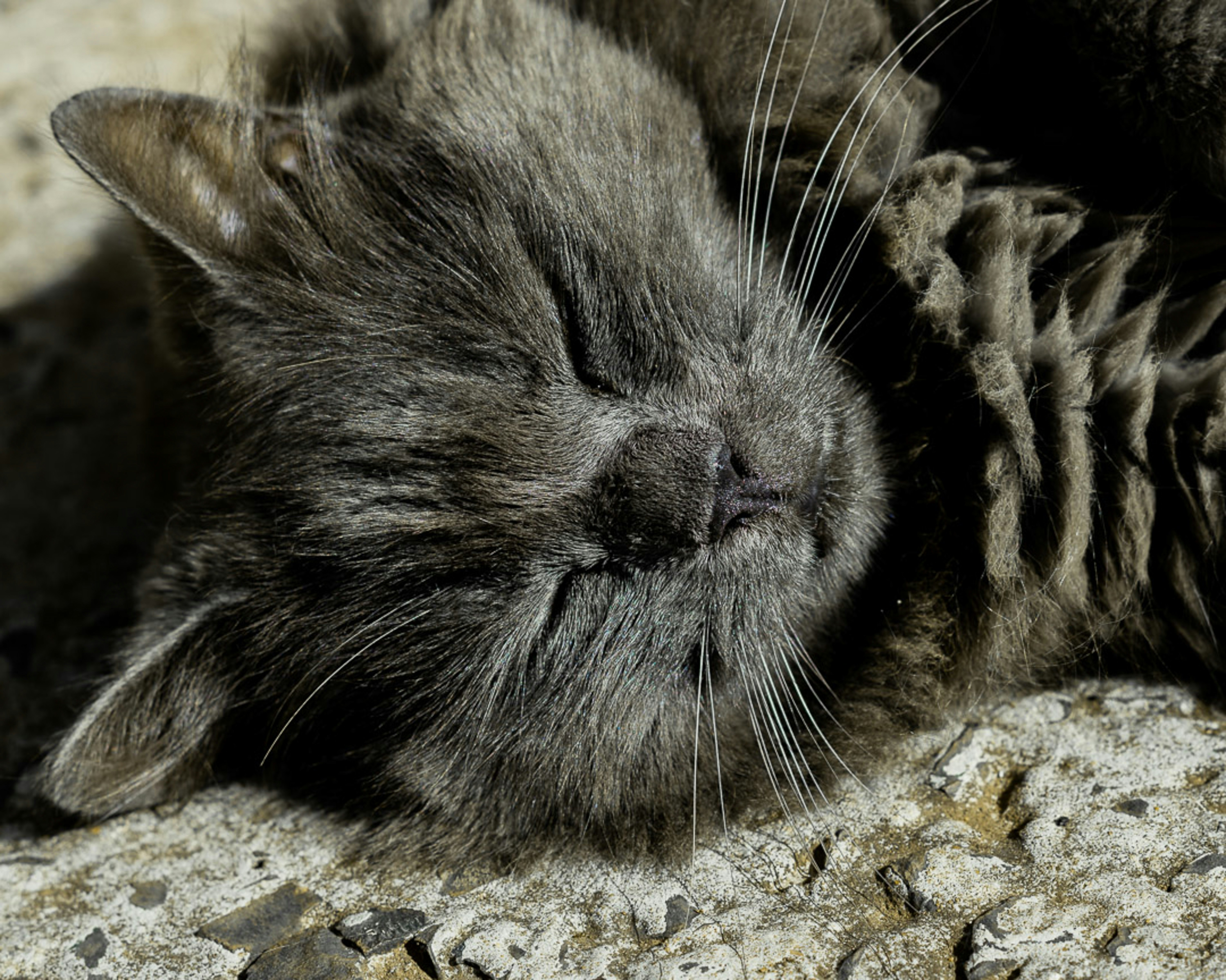 Photo by andre_bueno