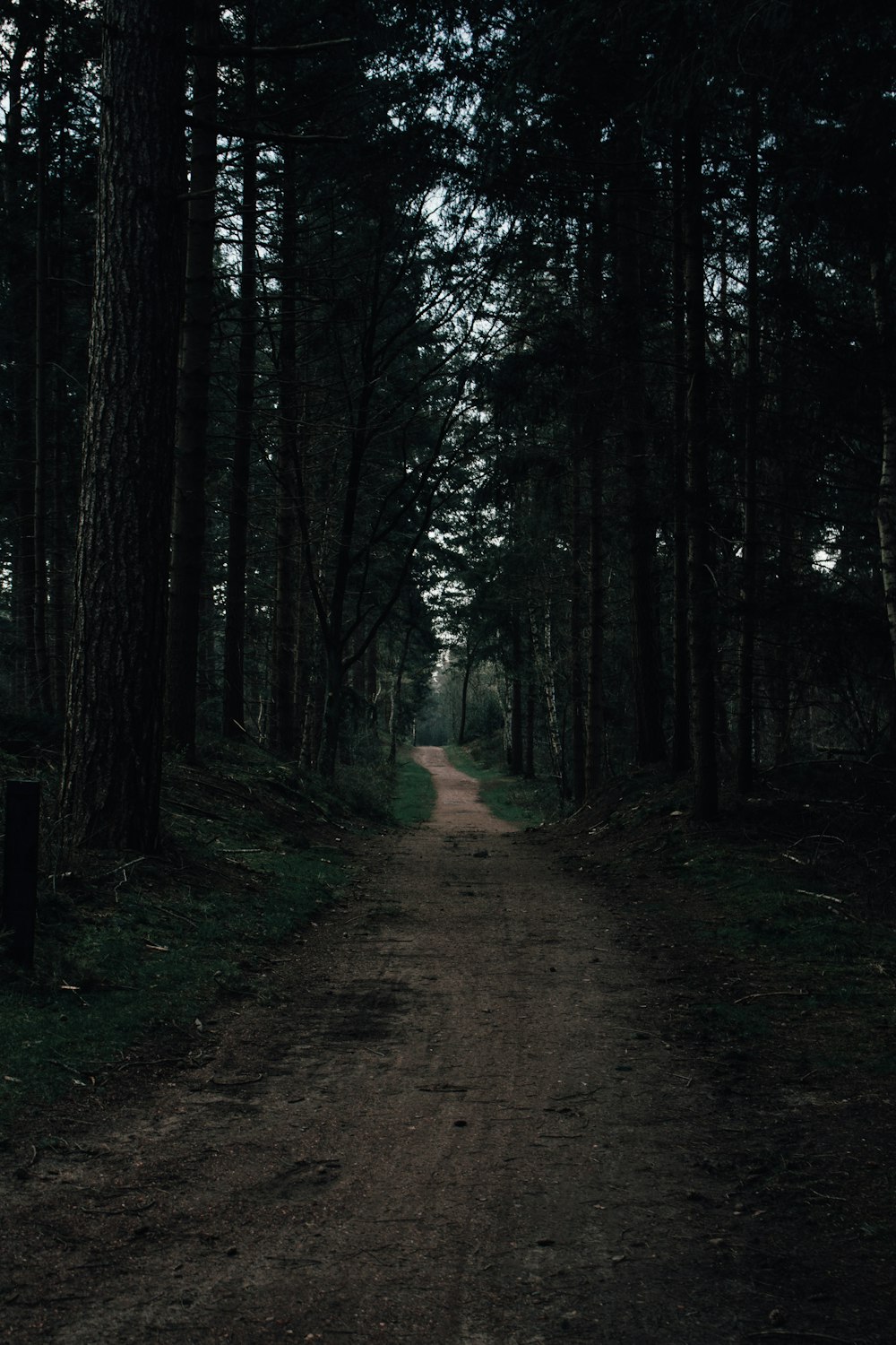 a dirt road in a forest