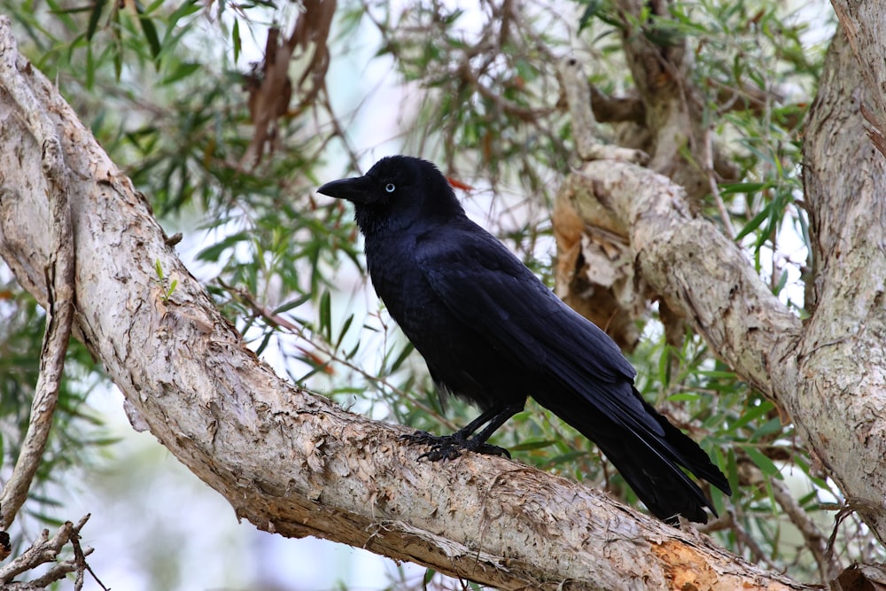 um pássaro preto em um galho de árvore