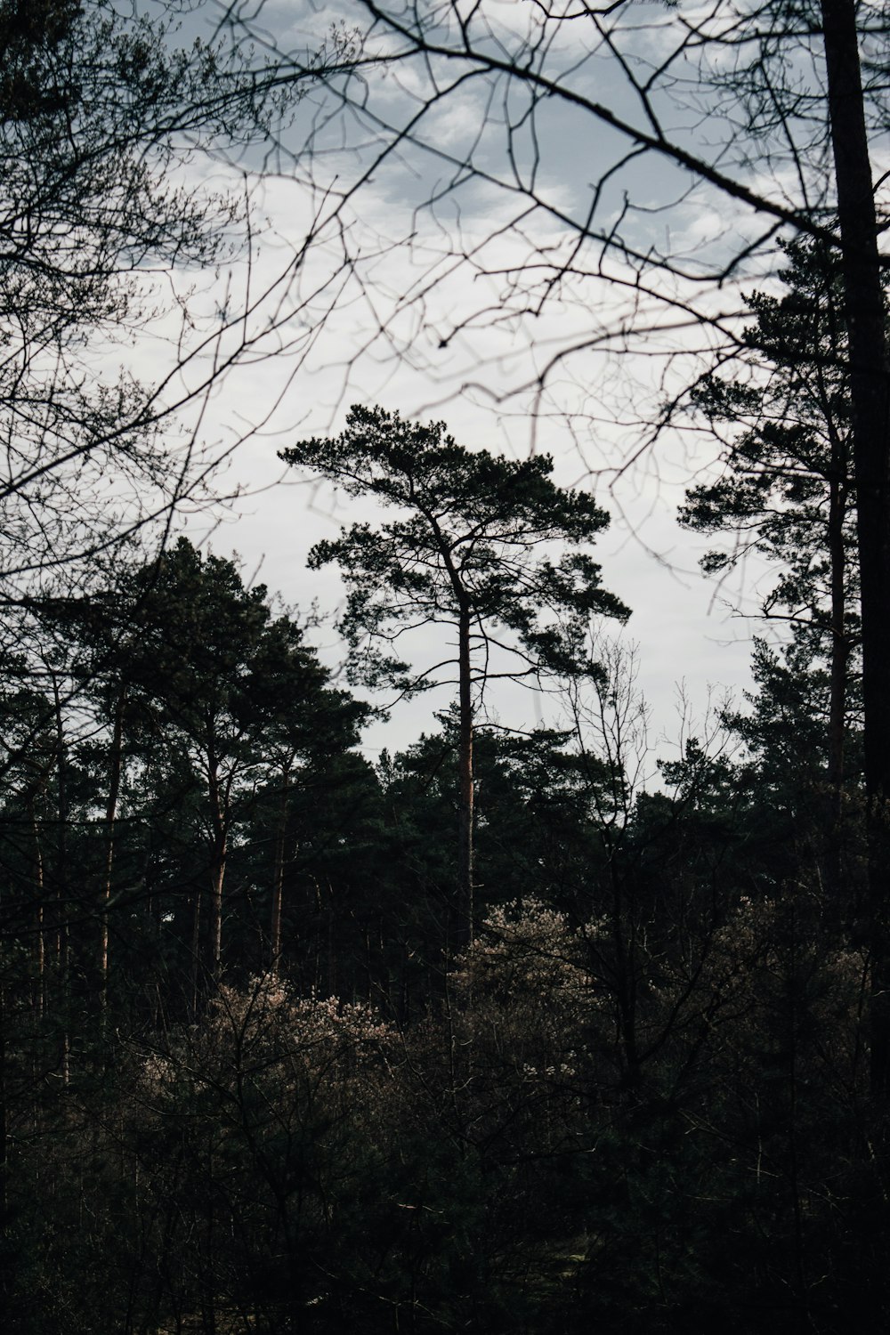 a group of trees