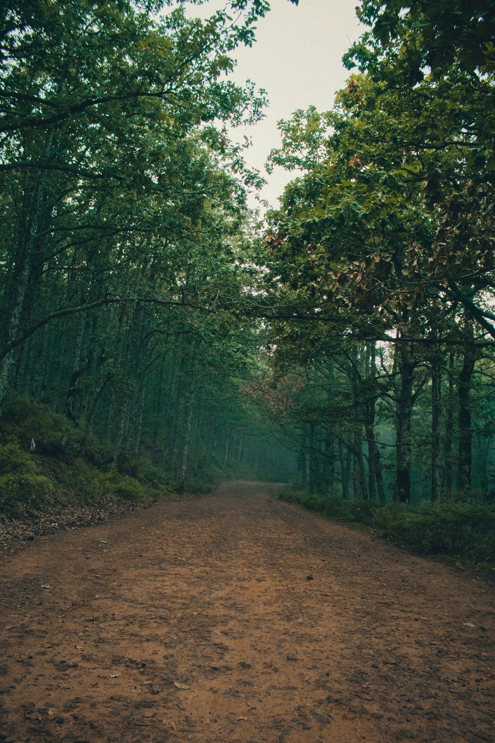 a dirt road with trees on either side of it