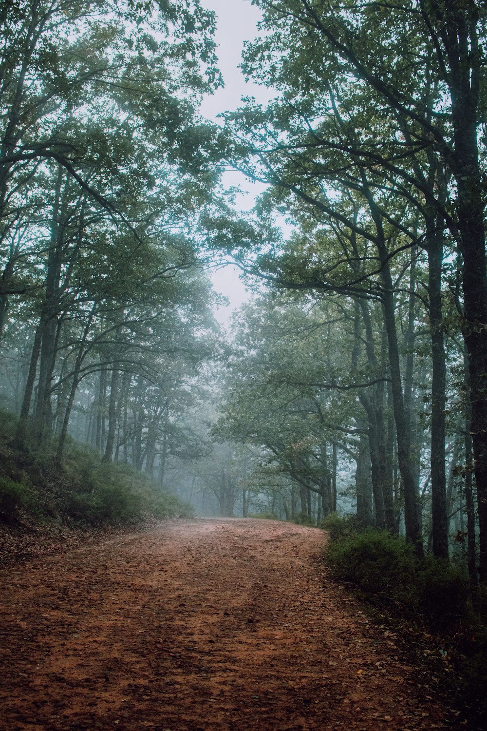 a dirt road in a forest