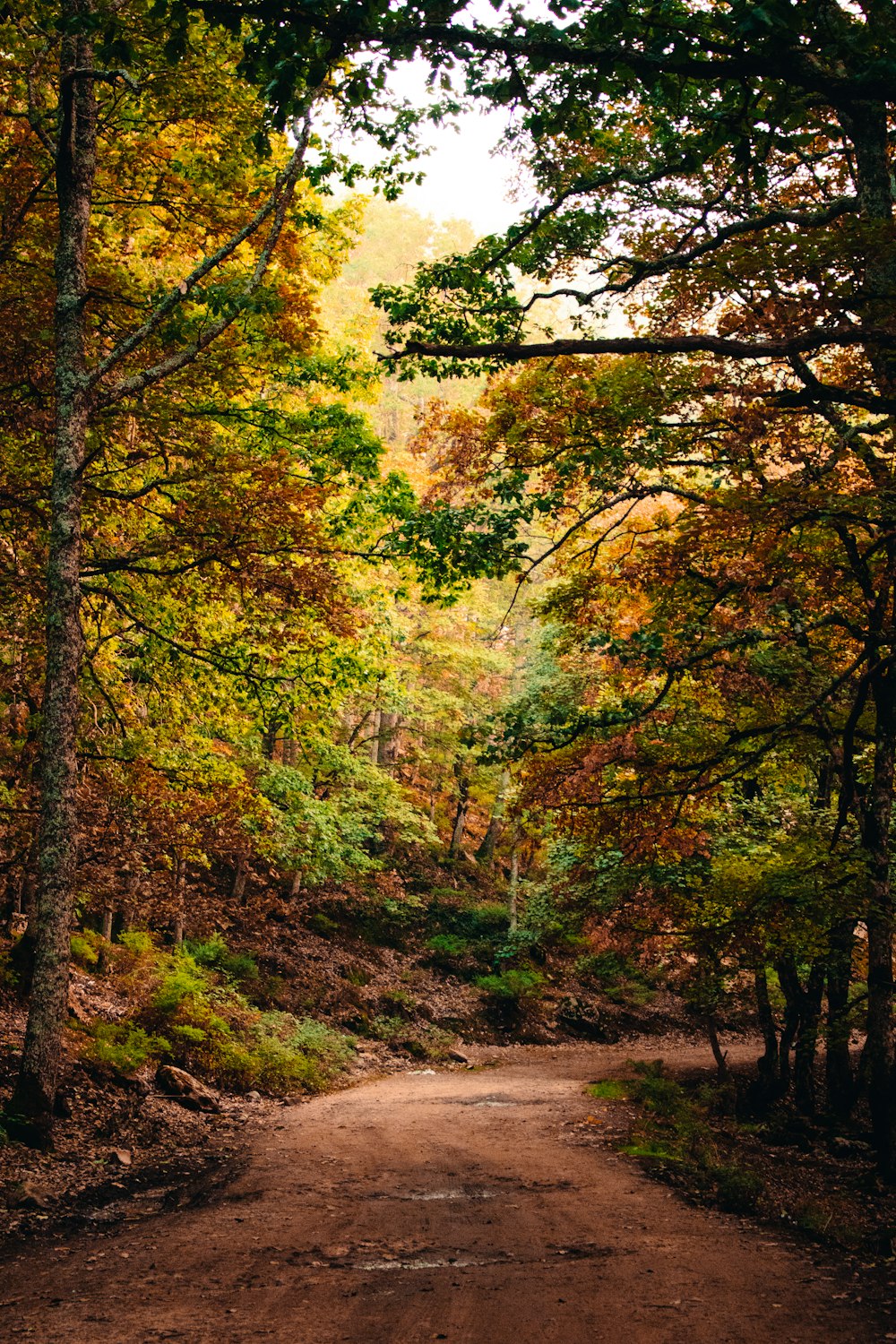 a dirt road in a forest