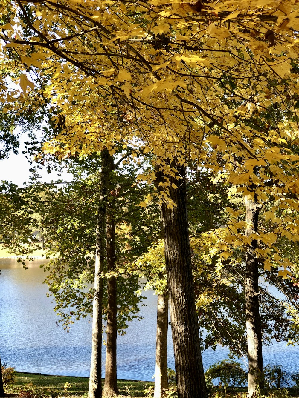 a group of trees next to a body of water