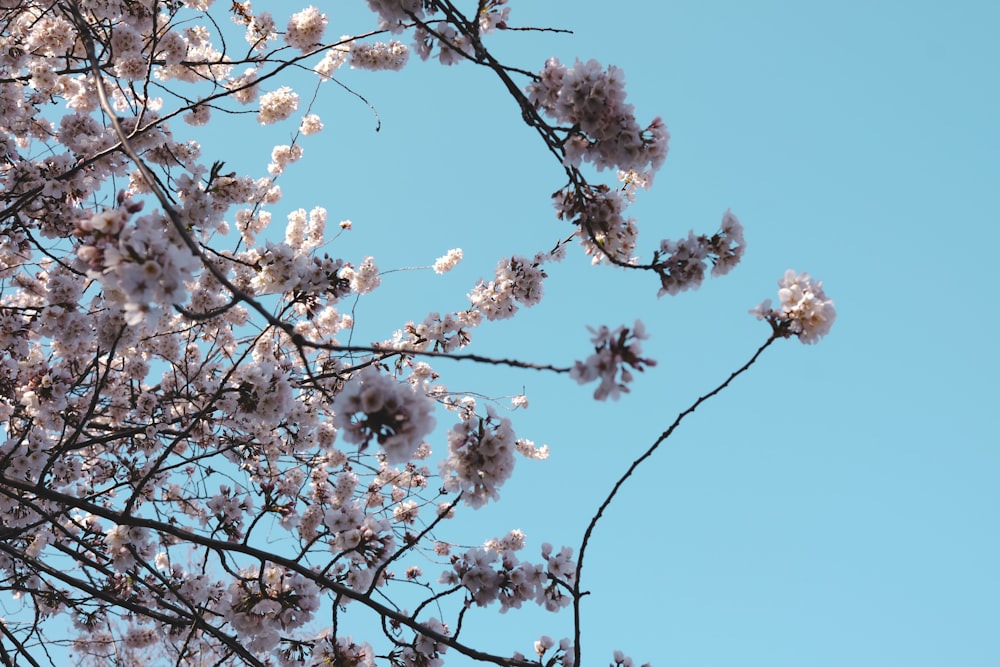 a tree with white flowers