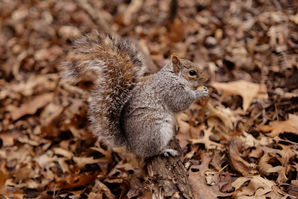 a squirrel eating something