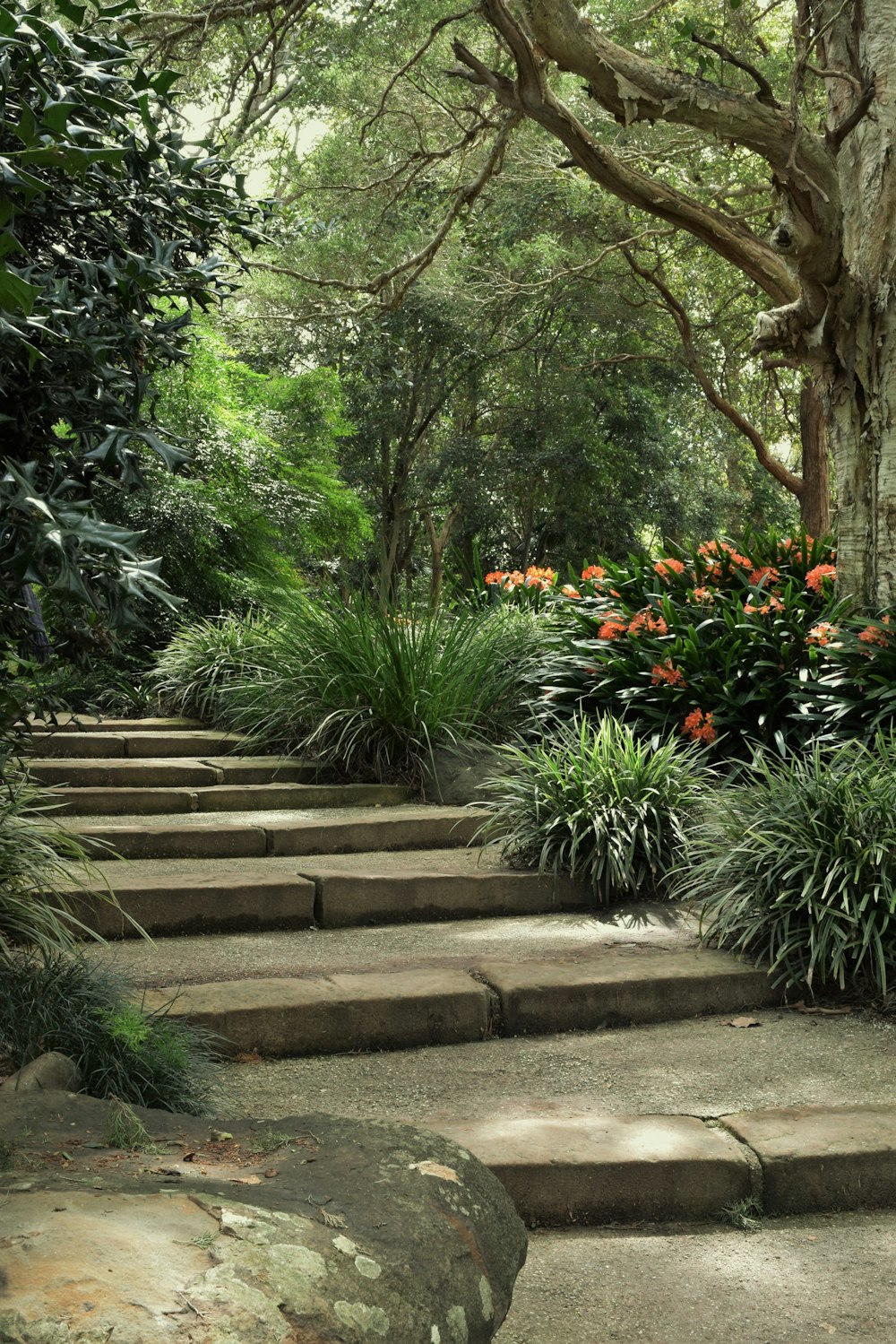 a stone staircase with plants and trees