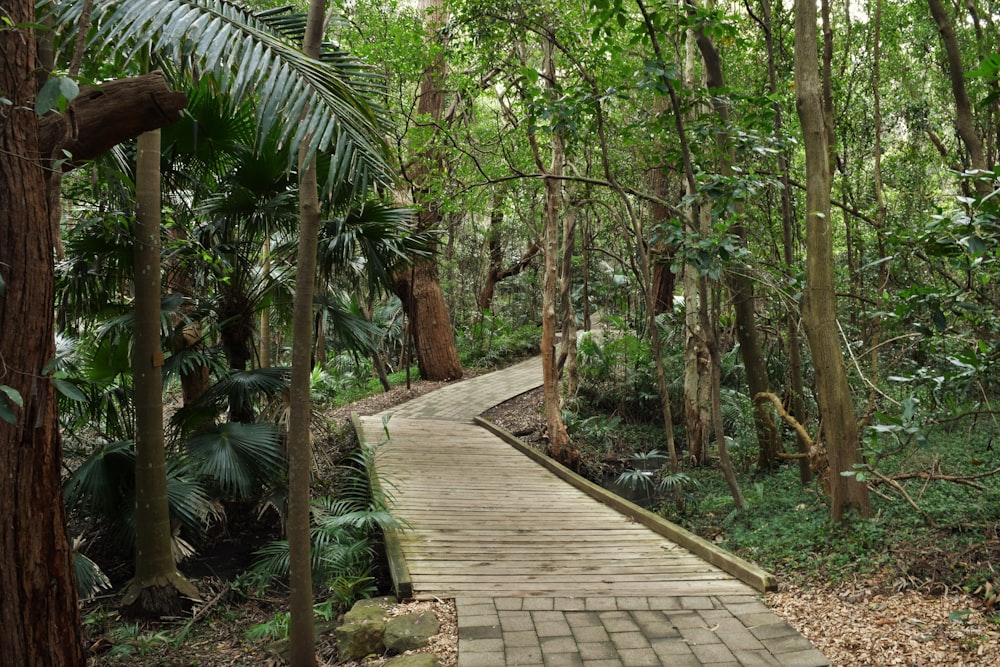 a wooden walkway through a forest