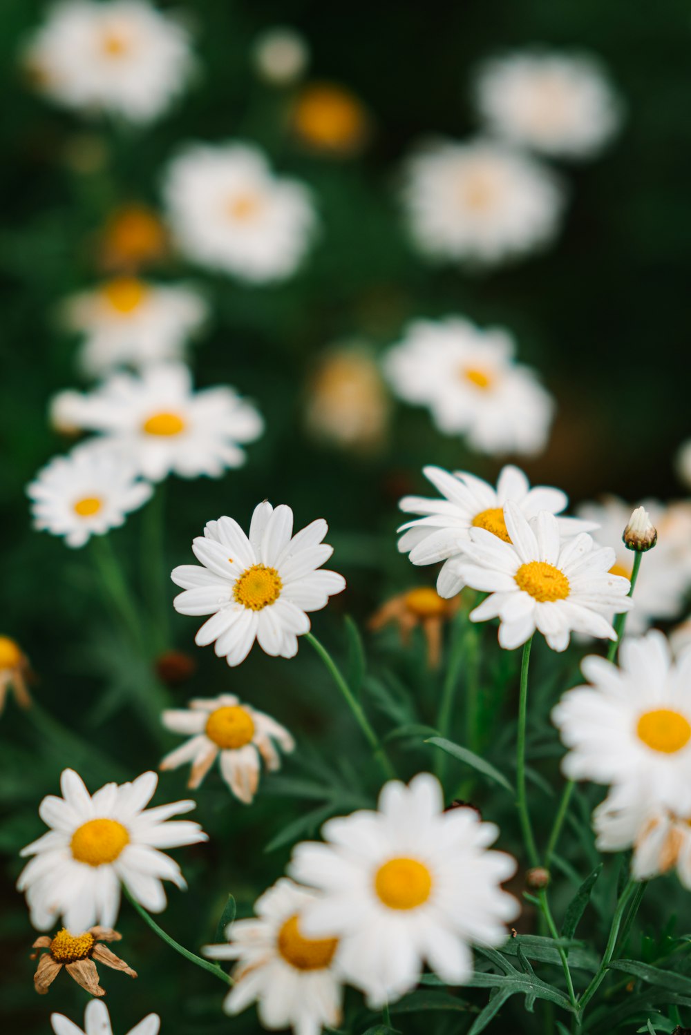 a group of white and yellow flowers