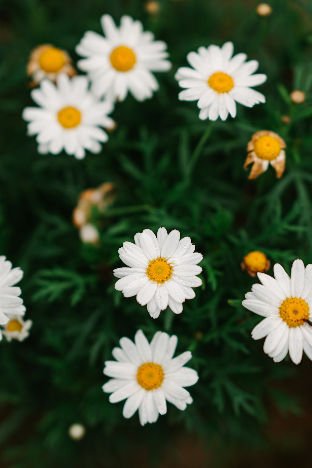 a group of white and yellow flowers